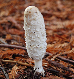 Coprinus