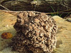 Maitake