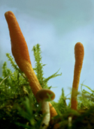 Cordyceps / Raupenpilz