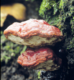 Reishi